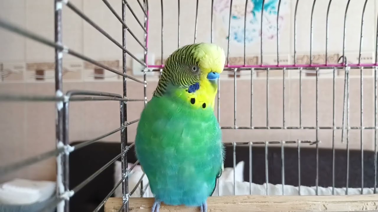 Kuşunuz Bu 30 Dakikayı Kaçırmak İstemeyecek 🦜 | Konuşma, Ötme ve Mutluluk Sesleri