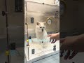 家猫になって幸せ太りで窓を通れなくて困ってる猫【病院猫のほっぺ太郎】#shorts