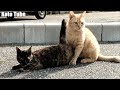 発情期！雌猫サビが雄猫チャラに求愛行動！Cat in heat looking for love!