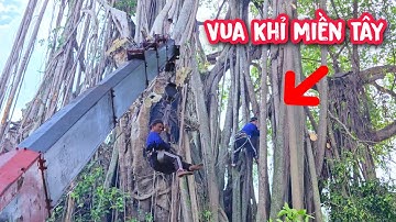 Toát mồ hôi !!! Vua khỉ cưa cây Gừa Khủng trên 200 tuổi có xe cẩu hỗ trợ (Phần 2)...