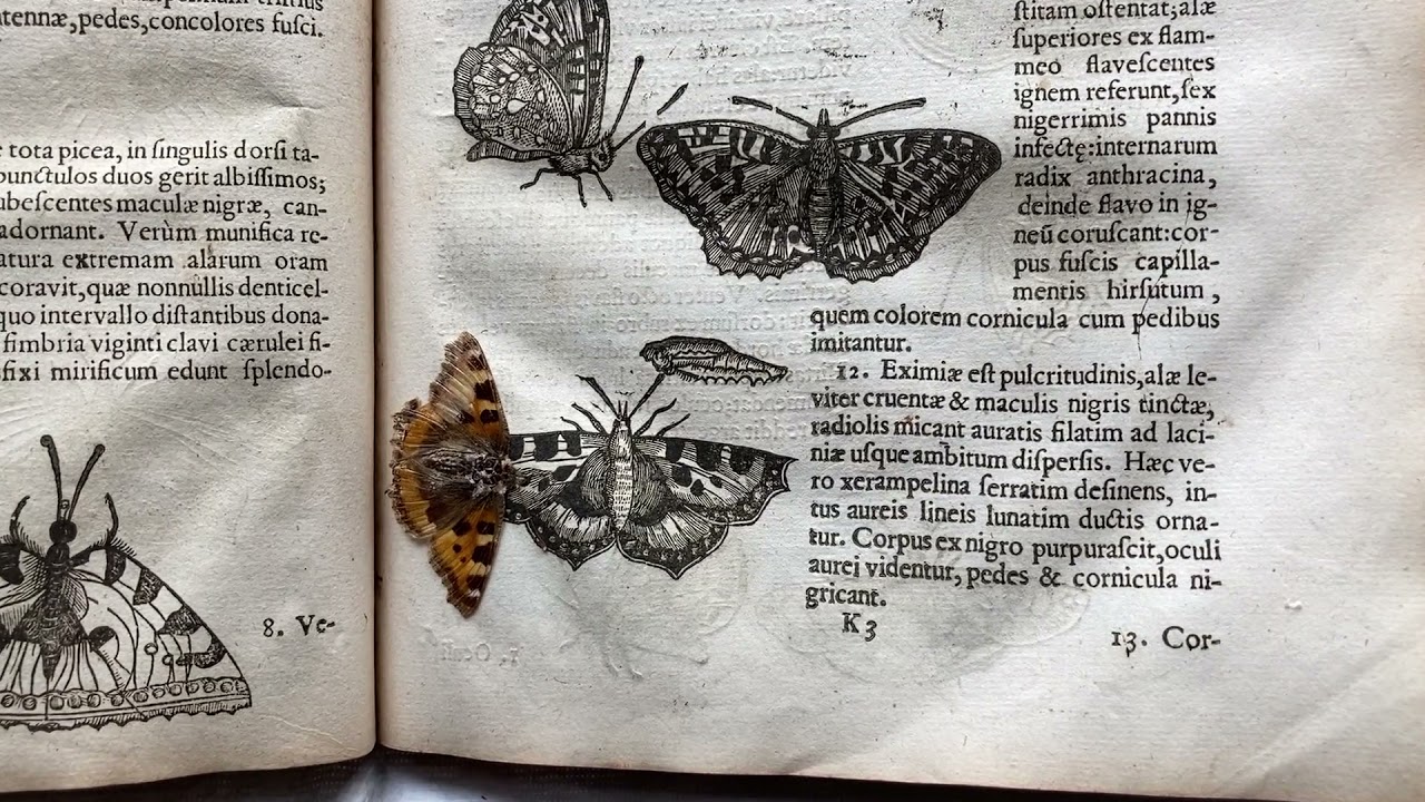 First Insects Book Rare preserved butterfly discovered in a copy of the earliest insect ...
