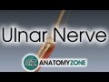 Ulnar Nerve  3D Anatomy Tutorial