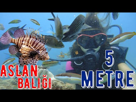 ASLAN BALIĞI GÖRDÜK, DENİZ ALTINDA 5 METRE. BALIKLARA YEM VERDİK. DİVİNG Elif Eğlenceli Tatil Vlog