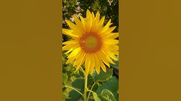 Fibonacci sequence in #sunflower #shorts #viral