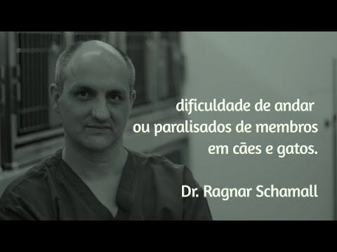 Vídeo: Quais são as causas de abscessos em cães?