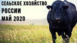 Успехи в сельском хозяйстве России за май 2020!