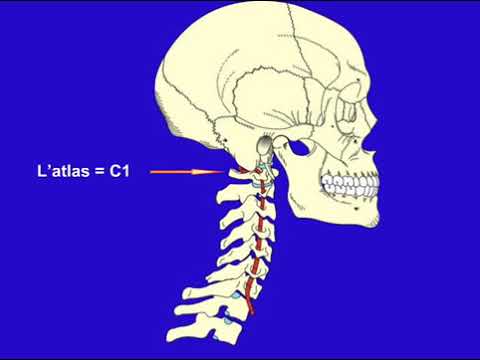 Vidéo: L'ilium fait-il partie du squelette axial ?