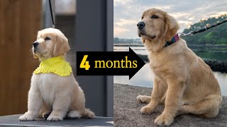 Golden retriever puppy growing up 25 months living in Jejuisland South Korea!