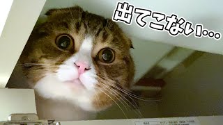 親子猫が新しい隠れ家を見つけて出てこなくなってしまいました…