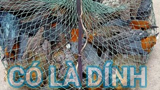 Tiếng Hoét Lửa Lưng Xám , Hoét Vàng Gọi Rít Bầy Chuẩn Giọng 2025 , Bẫy Chim Hoét Lửa Vàng