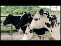 Las vacas, la leche y tú..