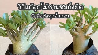 วิธีแก้ลูกไม้ชวนชมกิ่งยืด โดนหนอนกิน จับมือทำทุกขั้นตอน