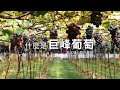 【亮點台灣】常常聽到 #巨峰葡萄，但你認識「巨峰葡萄」嗎？ ft.紫杉農場 黃絤鎗大哥