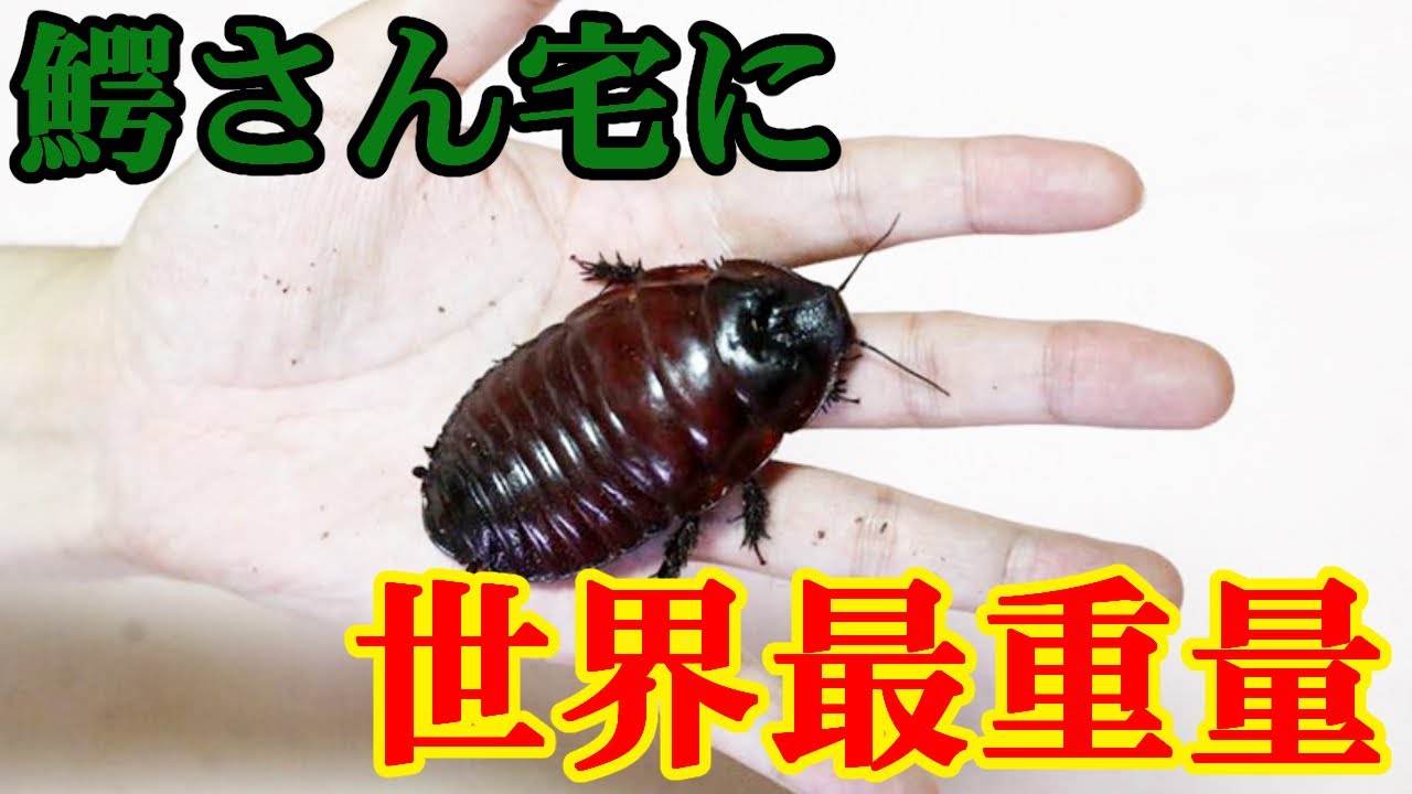 世界最重量級ゴキブリをあの人気youtuberのお宅で見せてもらった Youtube