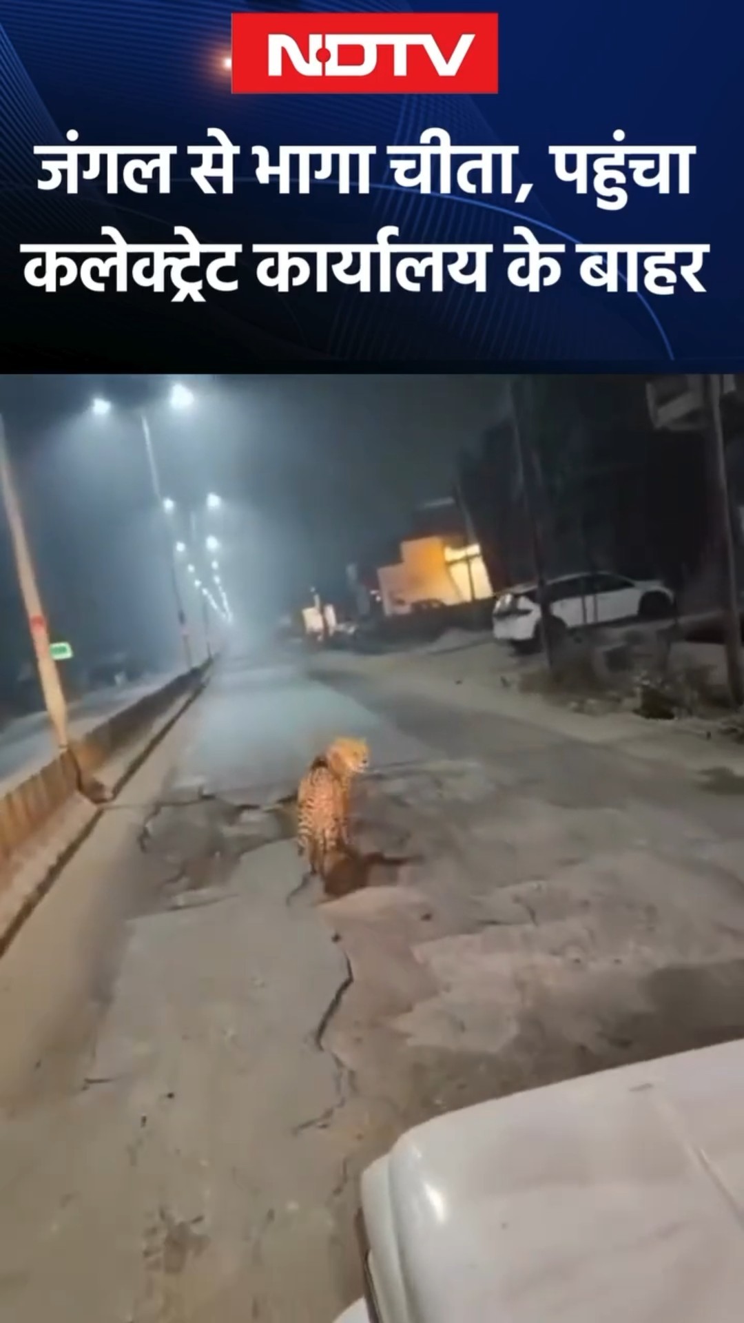 Sheopur Cheetah On Road: जंगल से भागा चिता, पहुंच गया कलेक्ट्रेट कार्यालय के बाहर, शहर में दहशत