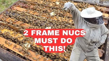 ☯️ 2 FRAME NUCS MUST DO THIS!! BITE SIZED #BEEKEEPING