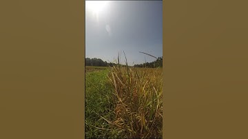 Thumbnail of Golden rice grains 🌾