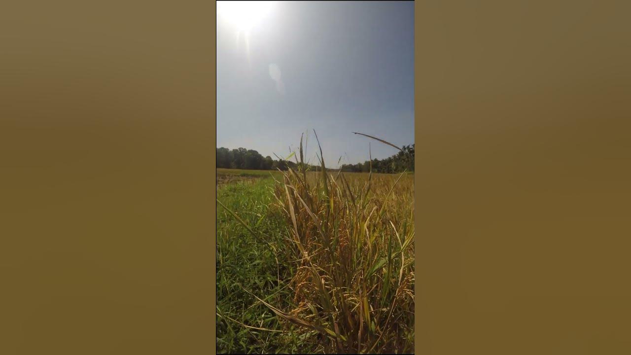 Golden rice grains πΎ Golden rice grains πΎ
