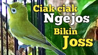 Download Lagu CIAK KECIAL KUNING GACOR NGEJOS | PANCINGAN PALING AMPUH BIKIN KECIAL CEPAT JOSS | COBA SAJA MP3