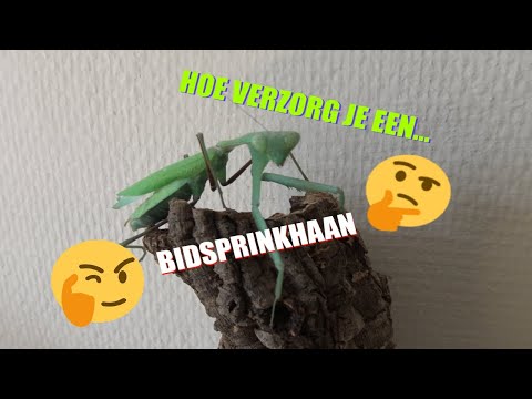 Video: Hoe zich te ontdoen van spinneneieren?