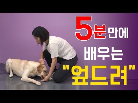 [천재견까지 도보5분] 3화 - 강아지 개인기훈련 기초, 엎드려 알려주기