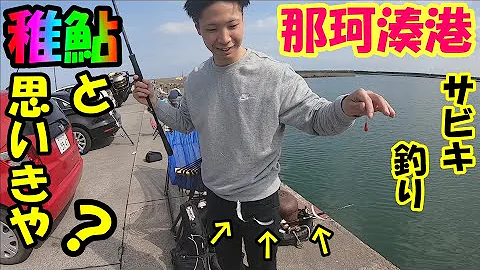 茨城稚鮎