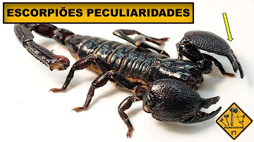 O que fazer para afastar escorpiões?
