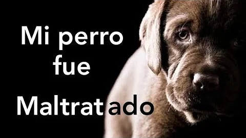 ¿Olvidan los perros que han sido maltratados?