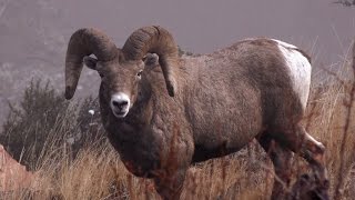 Montana Full Circle S:1 E:5 Boone and Crocket and a Monster Montana Public Land Ram