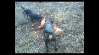 Ягдтерьер Адя2