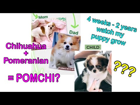 Video: Ảnh hưởng của chó đực so với chó cái trên bãi cỏ