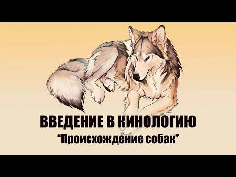 Происхождение собак / ВВЕДЕНИЕ В КИНОЛОГИЮ