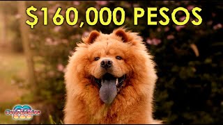 Los Perros Más Caros del Mundo by Curiosidades M 508 views 1 year ago 9 minutes, 58 seconds
