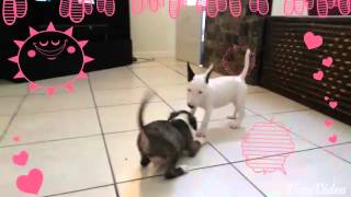 Blue Bulls Kennel . Bull Terrier Puppies
