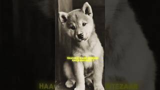 Real Story of Hachiko: The Most Loyal Dog 🐕❤️ #shorts