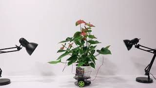 Elowan: A Plant-Robot Hybrid