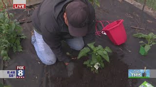 Time to plant the Fox 8 Garden  &  AJ spells out the steps for success