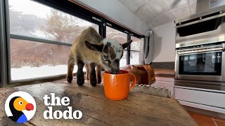 Baby Goat 'Beeps' At His Mom Who Saved Him | The Dodo by The Dodo 460,035 views 2 weeks ago 3 minutes, 15 seconds