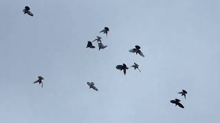 #Pigeons.Зимний гон армянских бойных голубей.