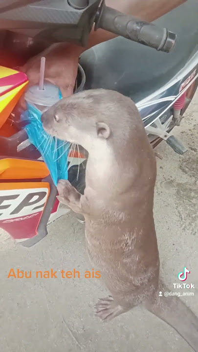 #memerang #cute #beavers #animals #viral