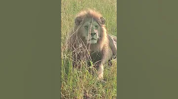 Handsome Boy Olomina Masaimara Bigcat Wildlife Lionesses Bigcat Lion Lioncubs Lionking 