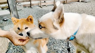 I made a friend 🎶🐶💕 #FormerStrayDog #RescueDog