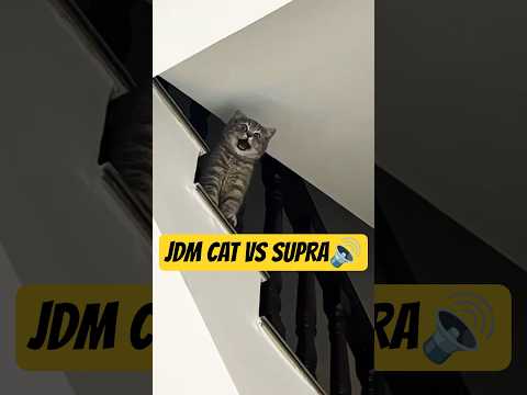 JDM Cat vs Supra🔊 #shorts #automobile #supra #jdm #cat