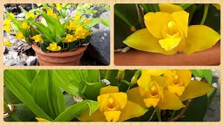 :     .lycaste aromatuca x cruenta.