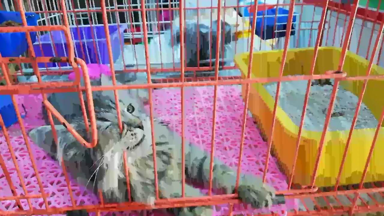 Birds Market jeddah سوق الطيور فی الجدهvisit shops) ( fish cat and