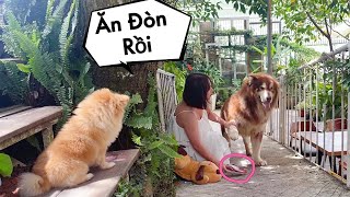 Mật Trốn Nhà Đi Chơi Bị Bắt Cóc - The dog was fined for running away from home - Mật Pet Family