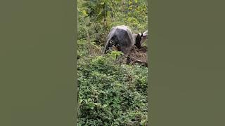 full, proses pertama kalinya kerbau melahirkan ( perawan) 😁