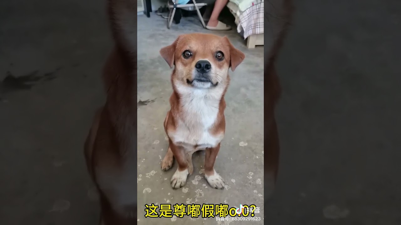 姨姨們,到底尊嘟假嘟?!