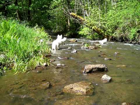 White Shepherds in Parsons Creek May 15 2010.AVI