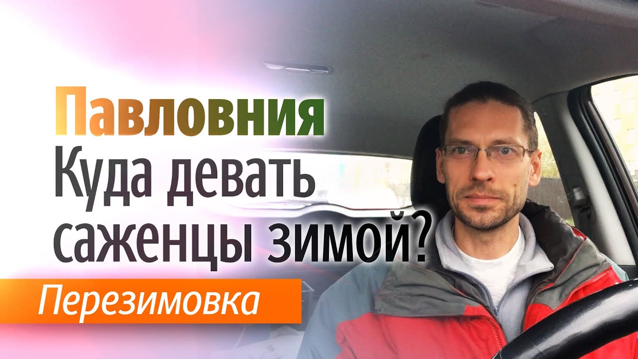 Что делать с саженцами Павловнии зимой?